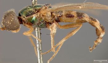 Media type: image;   Entomology 12540 Aspect: habitus lateral view